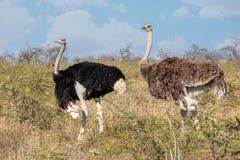 Ostrich, in Etosha, Africa wildlife safari royalty free stock photo Ostrich, in Etosha, Africa wildlife safari royalty free stock photo