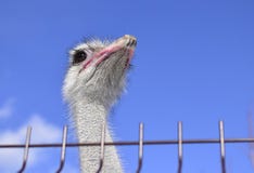 Ostrich looks stock image Ostrich looks stock image
