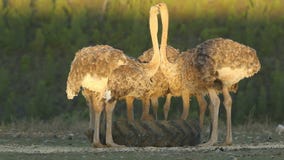 ostriches ostriches
