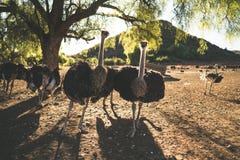 Ostriches on a farm stock photos Ostriches on a farm stock photos