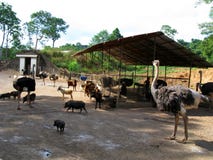 Ostriches, Zoobic Safari, Subic Bay, Philippines royalty free stock photography Ostriches, Zoobic Safari, Subic Bay, Philippines royalty free stock photography