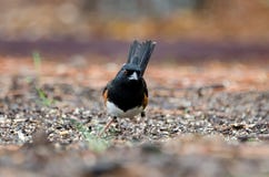 Osttowheevogel, Athen, Georgia lizenzfreies stockfoto Osttowheevogel, Athen, Georgia lizenzfreies stockfoto