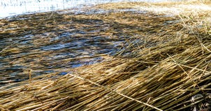 Oud dood riet in een meer stock foto's Oud dood riet in een meer stock foto's