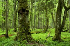 Oud natuurlijk bos stock afbeelding Oud natuurlijk bos stock afbeelding
