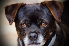 Oude vriendenhond stock fotografie Oude vriendenhond stock fotografie