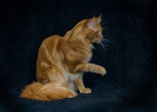 Our favorites are Maine coons royalty free illustration Our favorites are Maine coons royalty free illustration