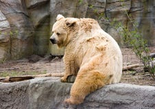 Ours photographie stock Ours photographie stock