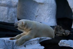 Ours blanc dans SeaWorld photos libres de droits Ours blanc dans SeaWorld photos libres de droits