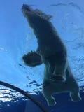 Ours blanc nageant dans une grande piscine comme l'océan avec des icebergs photo libre de droits Ours blanc nageant dans une grande piscine comme l'océan avec des icebergs photo libre de droits