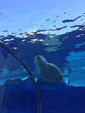 Ours blanc nageant dans une grande piscine comme l'océan avec des icebergs image libre de droits Ours blanc nageant dans une grande piscine comme l'océan avec des icebergs image libre de droits