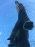 Ours blanc nageant dans une grande piscine comme l'océan avec des icebergs images stock Ours blanc nageant dans une grande piscine comme l'océan avec des icebergs images stock