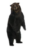 Ours de Brown sibérien, 12 années, restant photo libre de droits Ours de Brown sibérien, 12 années, restant photo libre de droits