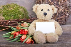 Ours de nounours Photo stock Ours de nounours Photo stock