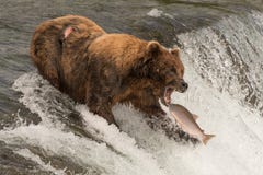 Ours environ pour attraper des saumons dans la bouche photo stock Ours environ pour attraper des saumons dans la bouche photo stock