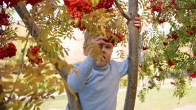 The child climbed a tree. He plays with Rowan berries and yellow leaves. Bright autumn Sunny day. Outdoor entertainment stock video The child climbed a tree. He plays with Rowan berries and yellow leaves. Bright autumn Sunny day. Outdoor entertainment stock video
