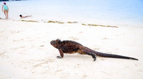 Outdoor view of marine iguana on Tortuga bay beach at Galapagos island royalty free stock photography Outdoor view of marine iguana on Tortuga bay beach at Galapagos island royalty free stock photography