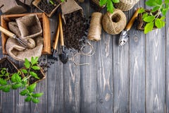 Outils de jardin avec des jeunes plantes de pot et de sol image libre de droits Outils de jardin avec des jeunes plantes de pot et de sol image libre de droits