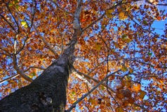 outono foto de stock royalty free outono foto de stock royalty free