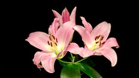 Ouverture rose de fleur de lis Ouverture rose de fleur de lis