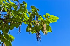 Ovata di Catalpa contro il cielo blu Immagini Stock Ovata di Catalpa contro il cielo blu Immagini Stock