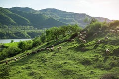 Ovejas en una naturaleza de Albania de la colina Fotografía de archivo libre de regalías Ovejas en una naturaleza de Albania de la colina Fotografía de archivo libre de regalías