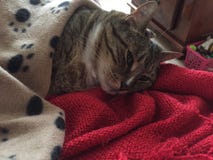 Overweldigende Pluizige Mannelijke Diabetes Hogere Cat Model Resting Stock Foto's Overweldigende Pluizige Mannelijke Diabetes Hogere Cat Model Resting Stock Foto's