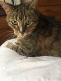 Overweldigende Pluizige Mannelijke Diabetes Hogere Cat Model Resting Stock Foto's Overweldigende Pluizige Mannelijke Diabetes Hogere Cat Model Resting Stock Foto's