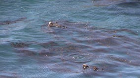 Overzeese otters stock video Overzeese otters stock video