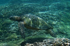 Overzeese Schildpad Onderwater stock afbeelding Overzeese Schildpad Onderwater stock afbeelding