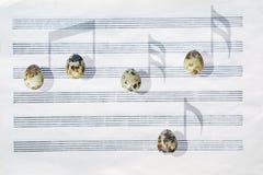 Ovos de codorniz japoneses papel de música da Seis-pauta musical As sombras gostam de notas musicais foto de stock Ovos de codorniz japoneses papel de música da Seis-pauta musical As sombras gostam de notas musicais foto de stock