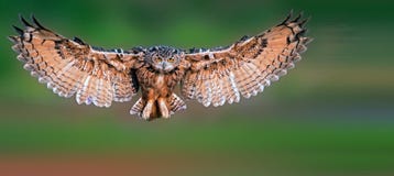 Owl Royalty Free Stock Image