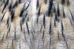 Owl feather texture