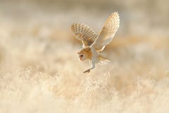 Owl flight. Hunting Barn Owl, wild bird in morning nice light. Beautiful animal in the nature habitat. Owl landing in the grass. stock images Owl flight. Hunting Barn Owl, wild bird in morning nice light. Beautiful animal in the nature habitat. Owl landing in the grass. stock images