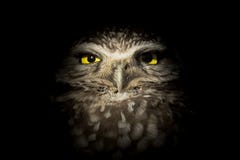 Owl Lurking Burrowing occidentale nello scuro - nottambulo fotografia stock Owl Lurking Burrowing occidentale nello scuro - nottambulo fotografia stock