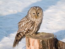 Free Owl On The Stub Royalty Free Stock Image - 8924516