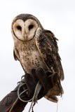 Owl sitting on gloved hand stock image Owl sitting on gloved hand stock image