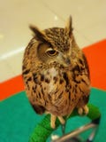 Owl in Thailand stock photos Owl in Thailand stock photos