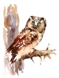 Owl Watercolor Bird Illustration Hand pintó stock de ilustración Owl Watercolor Bird Illustration Hand pintó stock de ilustración