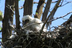 owlet στοκ εικόνα με δικαίωμα ελεύθερης χρήσης owlet στοκ εικόνα με δικαίωμα ελεύθερης χρήσης