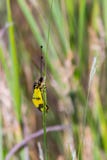 Owlfly Libelloides macaronius stock photos Owlfly Libelloides macaronius stock photos