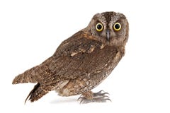 Owls - European Scops Owl, Otus Scops, Isolated On White Background Royalty Free Stock Photo