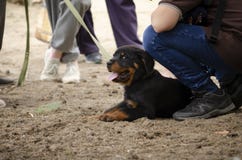 Cute rottweiler puppy at the first training session stock photography Cute rottweiler puppy at the first training session stock photography