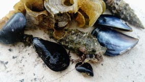Owoce morza, mussels i shellfish, Życie w morzu zdjęcie royalty free Owoce morza, mussels i shellfish, Życie w morzu zdjęcie royalty free