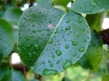 Owocowego drzewa liść z raindrops obraz royalty free Owocowego drzewa liść z raindrops obraz royalty free