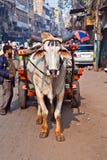 Ox Cart Transportation On Early Morning In Delhi, India Stock Photography Ox Cart Transportation On Early Morning In Delhi, India Stock Photography