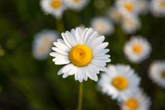 Oxeye Daisy in Ontario Canada in the Summer royalty free stock image Oxeye Daisy in Ontario Canada in the Summer royalty free stock image