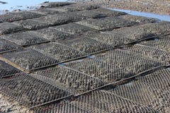 Oyster Beds Royalty Free Stock Image Oyster Beds Royalty Free Stock Image