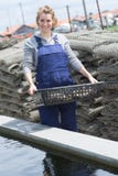 Oyster Farmer Harvesting Produce Royalty Free Stock Photo Oyster Farmer Harvesting Produce Royalty Free Stock Photo