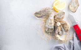 Oyster. Fresh oysters closeup with knife. Oyster dinner in restaurant. Gourmet food royalty free stock photography Oyster. Fresh oysters closeup with knife. Oyster dinner in restaurant. Gourmet food royalty free stock photography