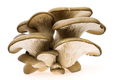 Free Oyster Mushroom Royalty Free Stock Image - 24463726